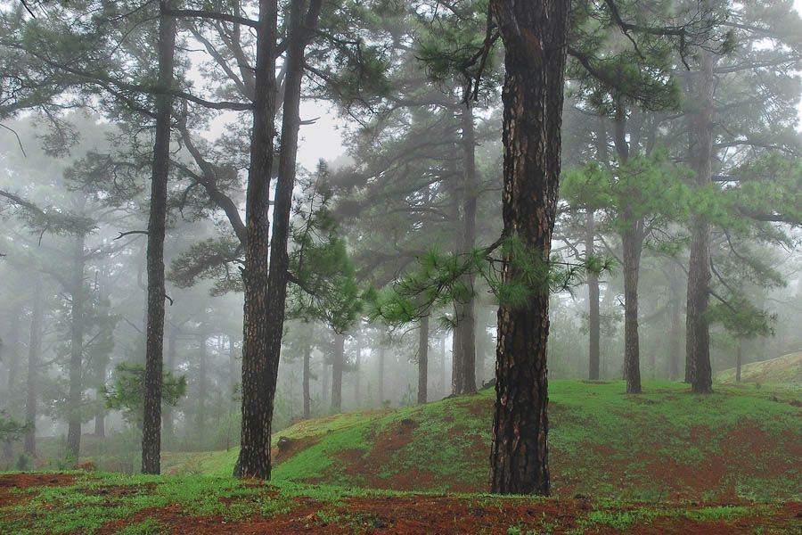 pinos 5
