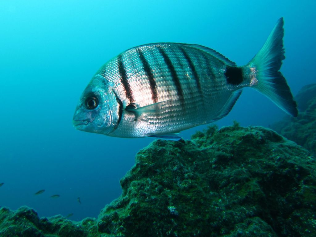 buceo_1