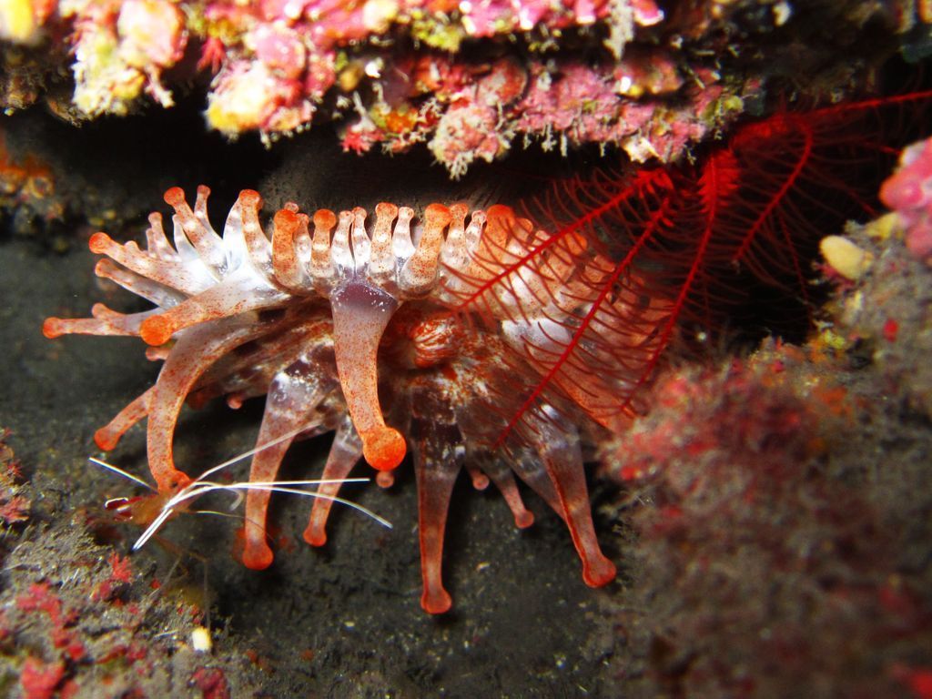buceo_3