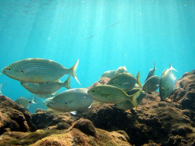Sol y Peces Sol y peces