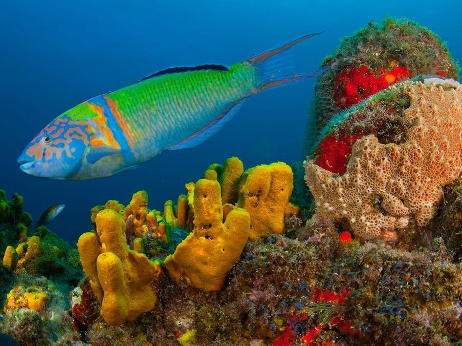 Snorkeling Fuencaliente Colores del Atlantico